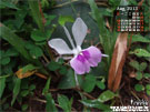 草地上的孔雀薑Kaempferia galanga  | iGarden花寶愛花園