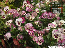 春陽下的貓臉盛宴 三色堇 美麗瀑布-桃漸層紫心 花園桌布 |iGarden花寶愛花園