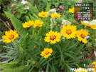 花圃中的小太陽 金雞菊 花園桌布 |iGarden花寶愛花園