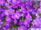 紫色浪「蔓」匍匐矮牽牛 浪花-淺藍紫 花園桌布 |iGarden花寶愛花園