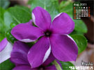 日日春 紋身-藍莓紫 花園桌布 |iGarden花寶愛花園